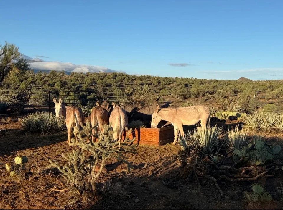 A burro family eating together at the feeder