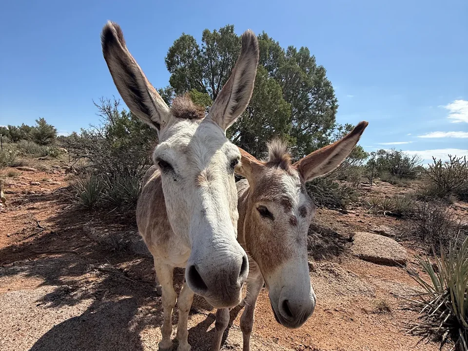 Dusk and Dawn, a mom and her child, looking into the camera