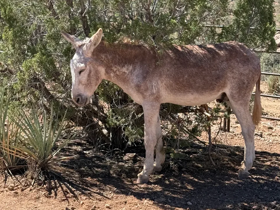 A senior burro resting in the shade of a juniper