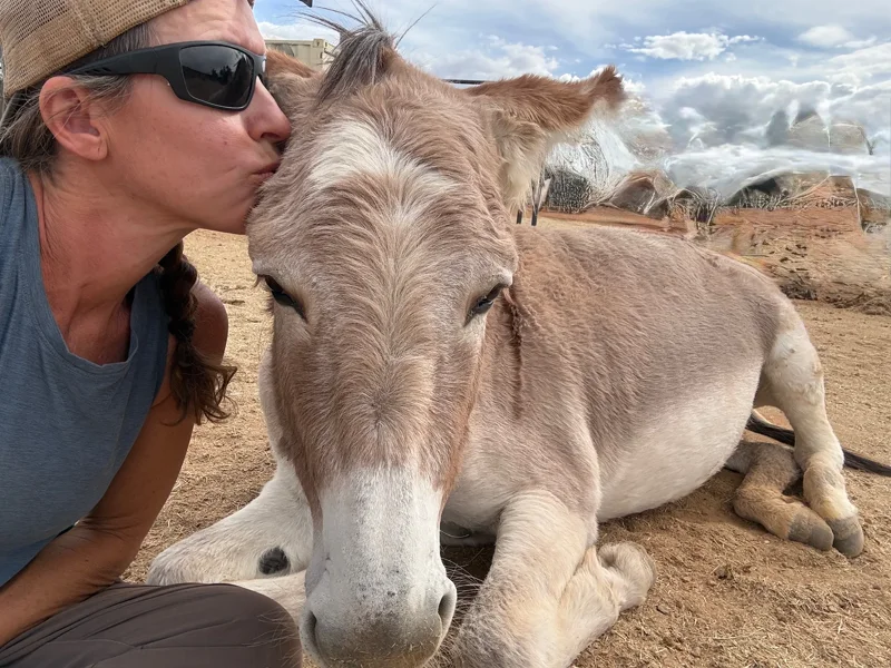 A kiss on the forehead for a donkey resting on the ground