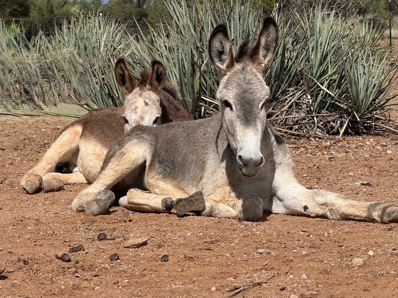 Two young donkeys lying together in the sun, one with a prosthetic leg