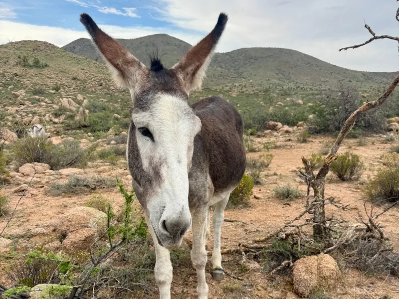 A curious donkey walking up to say hello on the trail