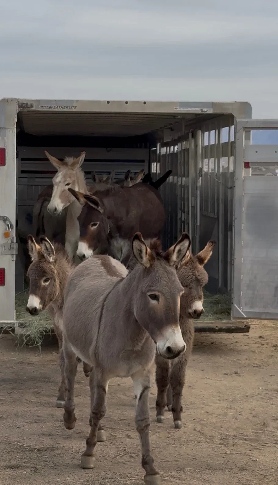 A burro family stepping out of the trailer together