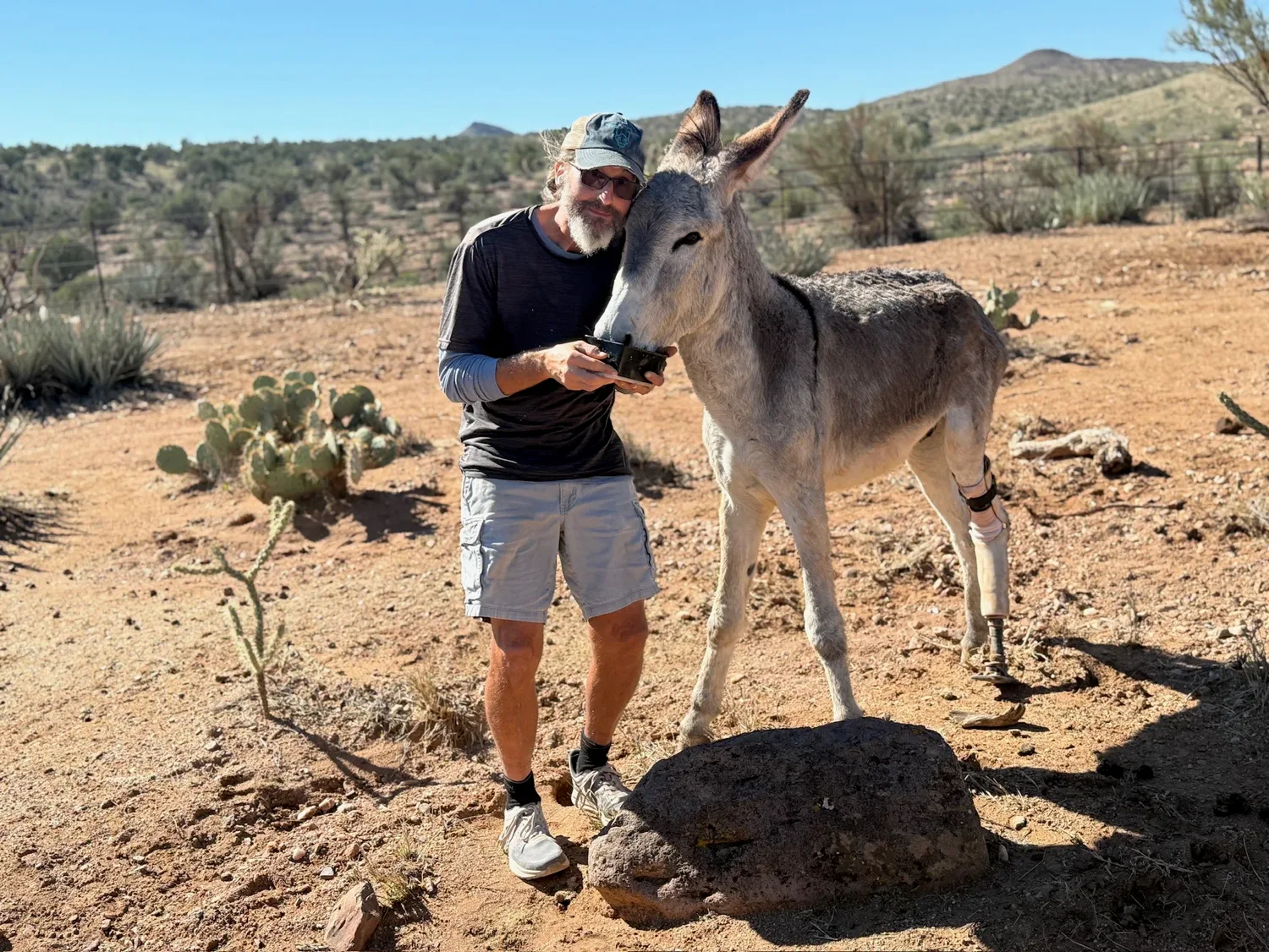 Hand-feeding a young burro with a prosthetic leg