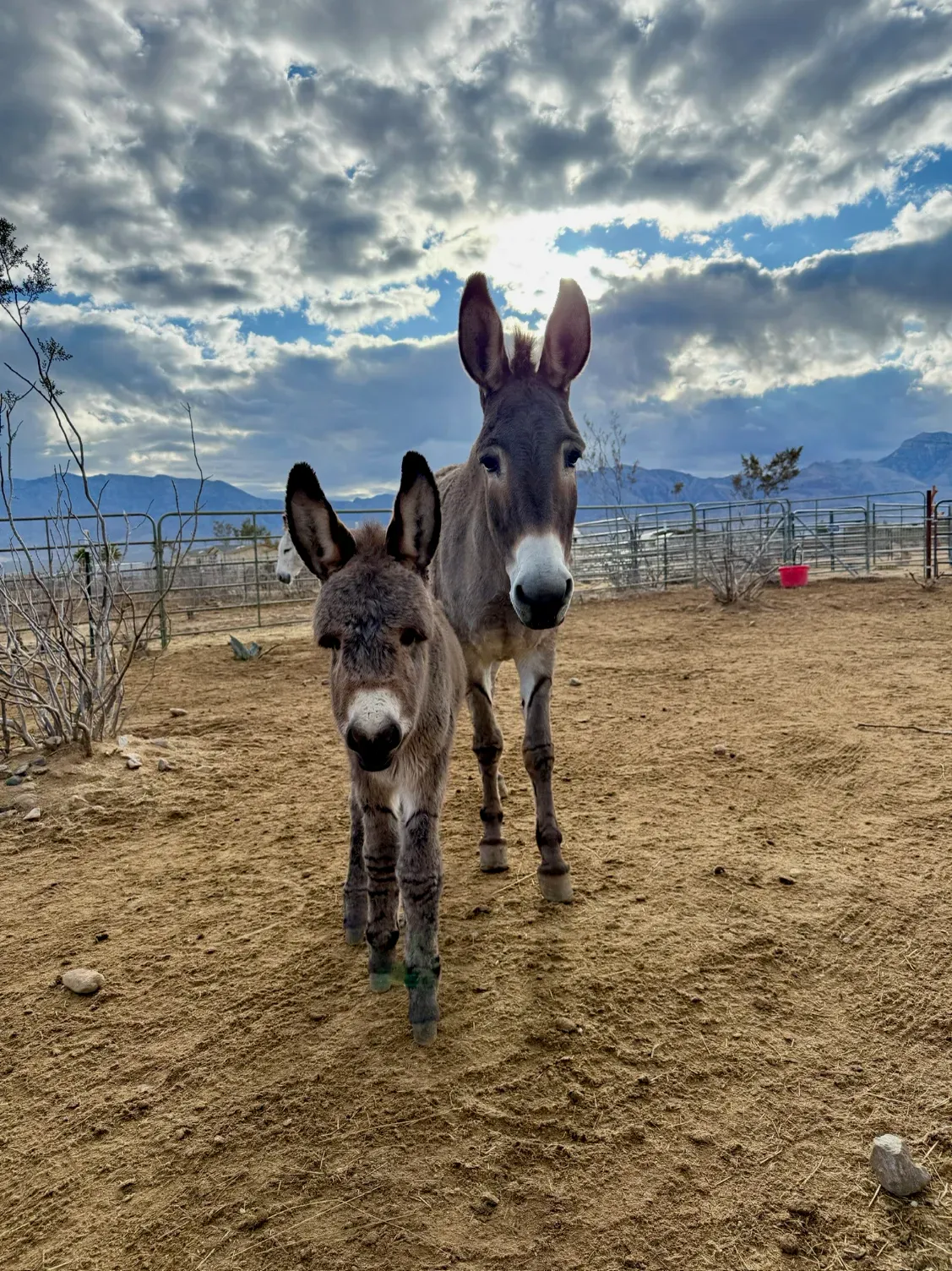 Two young members of the Brave Herd
