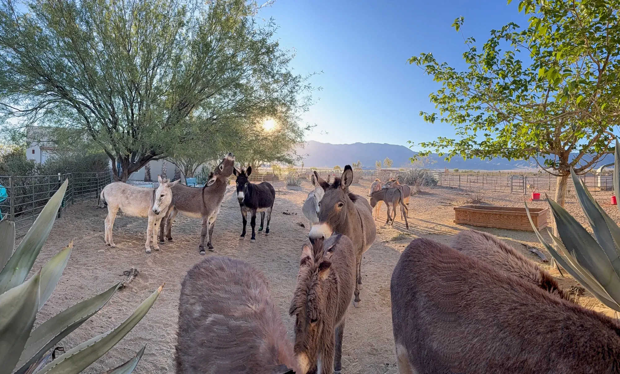 The Brave Herd together in the evening light