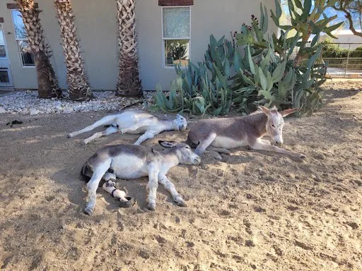 Gabriel stretched out in the sun with his herd, his Magic Leg on
