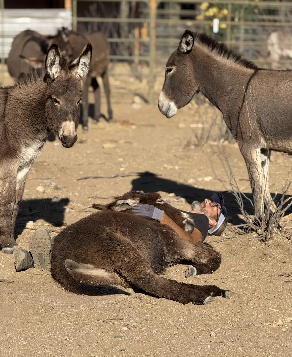 Jack-Jack napping beside Edj while the herd looks on