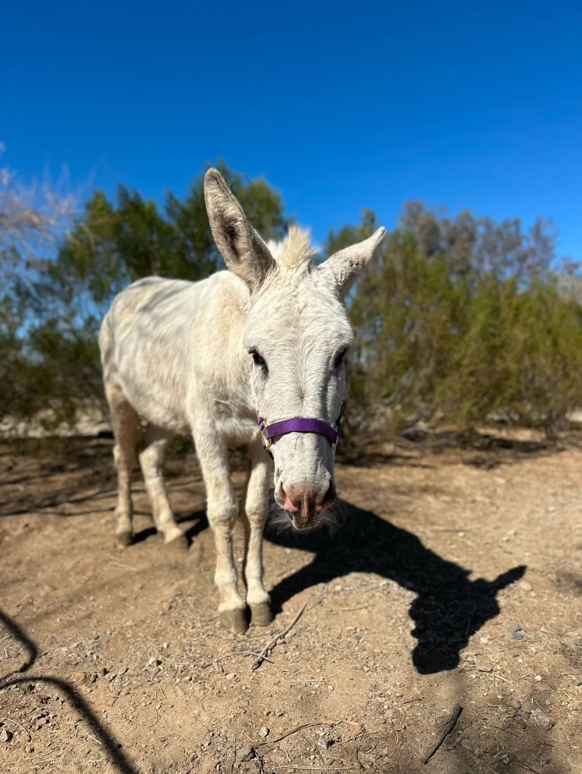 Xander the day he arrived at Donkey Dreams